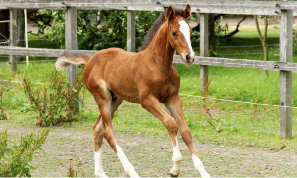 Reproduction & Foal Medicine